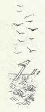 168 Masked Duck Nomonyx Dominions 297