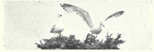 174 Black Brant Branta Nigricans 309