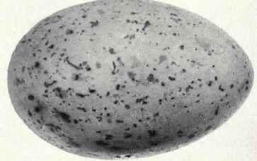 21 Ancient Murrelet Synthliboramphus Antiquus 47