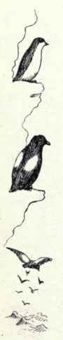 21 Ancient Murrelet Synthliboramphus Antiquus 48