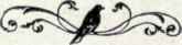 229 European Snipe Gallinago Gallinago 409
