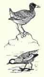 230 1 Greater Snipe Gallinago Media 415