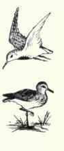 239 Pectoral Sandpiper Pisobia Maculata 431