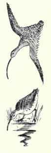265 Hudsonian Curlew Numenius Hudsonicus 472