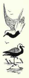272a Pacific Golden Plover Charadrius Dominicus Fu 482
