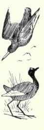 283a Ruddy Turnstone Arenaria Interpres Morinella 503