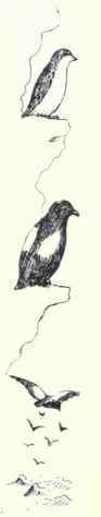 30 Murre Uria Troile Troille 59