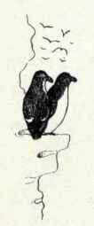 30 Murre Uria Troile Troille 73