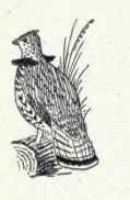 300c Oregon Ruffed Grouse Bonasa Umbellus Sabini 546