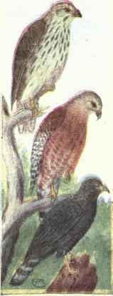 339b Red Bellied Hawk Buteo Lineatus Elegans 636