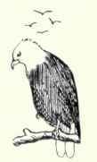 349 Golden Eagle Aquila Chrysaetos 655