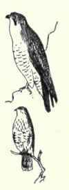 356a Duck Hawk Falco Peregrinus Anatum 669