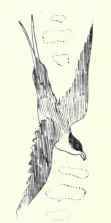 38 Long Tailed Jaeger Stercorarius Longicaudus 81