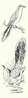 385 Road Runner Geococcyx Calif Ornianus 745