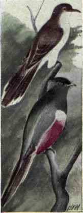 387a California Cuckoo Coccyzus Americanus Occiden 755