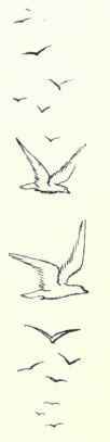 40 Kittiwake Rissa Tridactyla Trydactyla 86