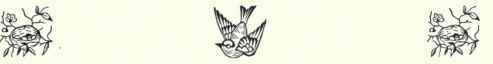 409 Red bellied Woodpecker Centurus Carolinus 792