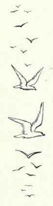 42 Glaucous Gull Larus Hyperboreus 89