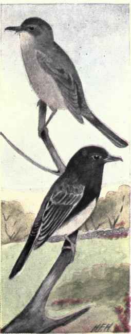 457 Say s Phoebe Sayornis Sayus 893