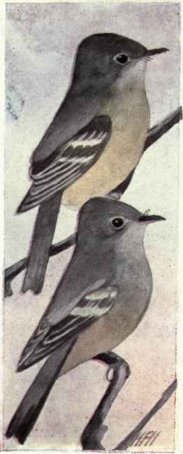 466 Traill s Flycatcher Empidonax Trailli Trailli 912