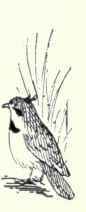 474a Pallid Horned Lark Otocoris Alpestris Arctico 930