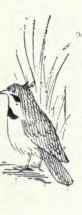 474f Ruddy Horned Lark Otocoris Alpestris Rubea 935