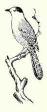 487 White Necked Raven Corvus Cryptoleucus 970