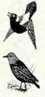 495 Cowbird Molothrus Ater Ater 985