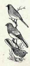 566 White Winged Junco Junco Aikeni 1130