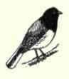 567d Point Pinos Junco Junco Hyemalis Pinosus 1134