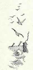 57 Herrman s Gull Larus Heermanni 107