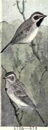 574 Bell s Sparrow Amphispiza Belli 1141