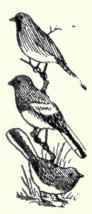 574 Bell s Sparrow Amphispiza Belli 1142