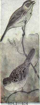 574 Bell s Sparrow Amphispiza Belli 1143