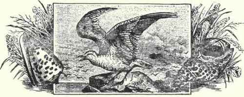 58 Laughing Gull Larus Atricilla 111