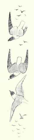 58 Laughing Gull Larus Atricilla 112