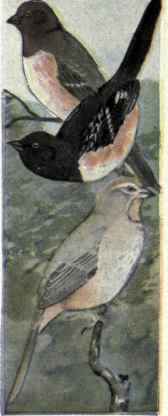588a Spurred Towhee Pipilo Maculatus Montanus 1172
