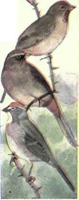 591 1a Anthony s Towhee Pipilo Crissalis Senicula 1176