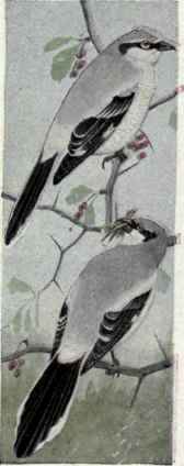 622a White Rumped Shrike Lanius Ludovicianus Excub 1251