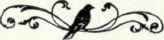 704 Catbird Dumetella Carolinensis 1421