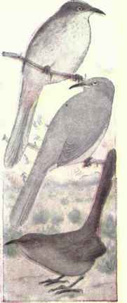 708 Bendire s Thrasher Toxostoma Bendirei 1425
