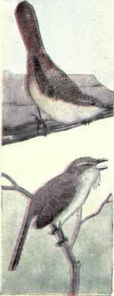 718 Carolina Wren Thryothorus Ludovicianus Ludovic 1445