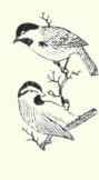 738 Mountain Chickadee Penthestes Gambeli Gambeli 1489