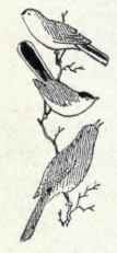 749 Ruby Crowned Kinglet Regulus Calendula Calendu 1508