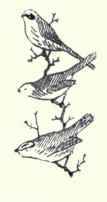 762 San Lucas Robin Planesticus Con Finis 1533