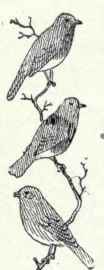 768 Mountain Bluebird Sialia Currucoides 1541