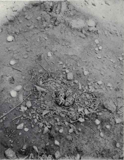 A. R. Spaid. NEST AND EGGS OF KILLDEER. SHORE BIRDS