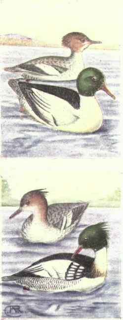 American Merganser. Red breasted Merganser