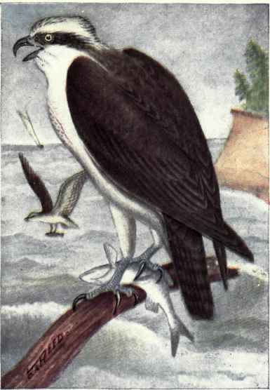 American Osprey