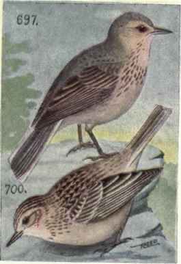 American Pipit Sprague's Pipit